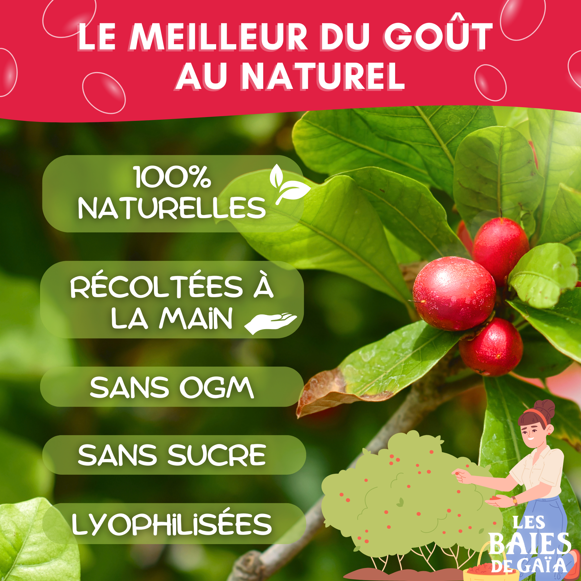 10 Baies du miracle lyophilisées - Miraculine – Image 4